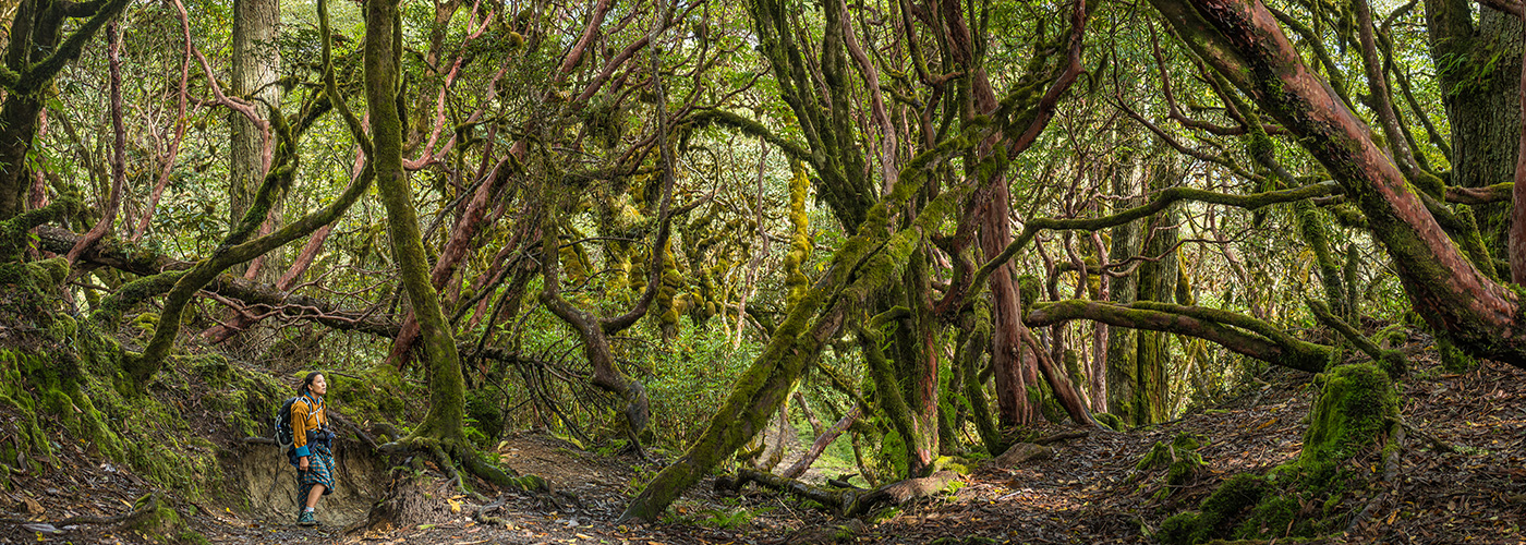 The Dragon Trail: A Journey Through Bhutan Sacred Landscapes