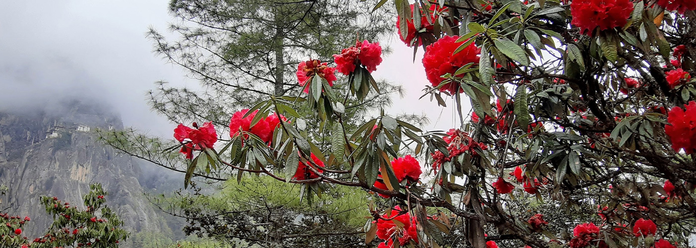Bhutan Secret Gardens: Flora, Fauna & Forests