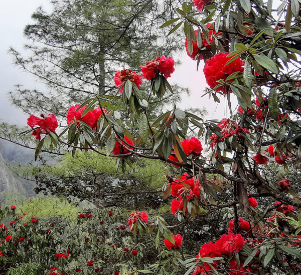 Bhutan Secret Gardens: Flora, Fauna & Forests