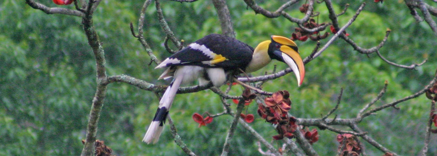 Bhutan Ultimate Birdwatching Expedition: 25 Days in the Dragon Nest