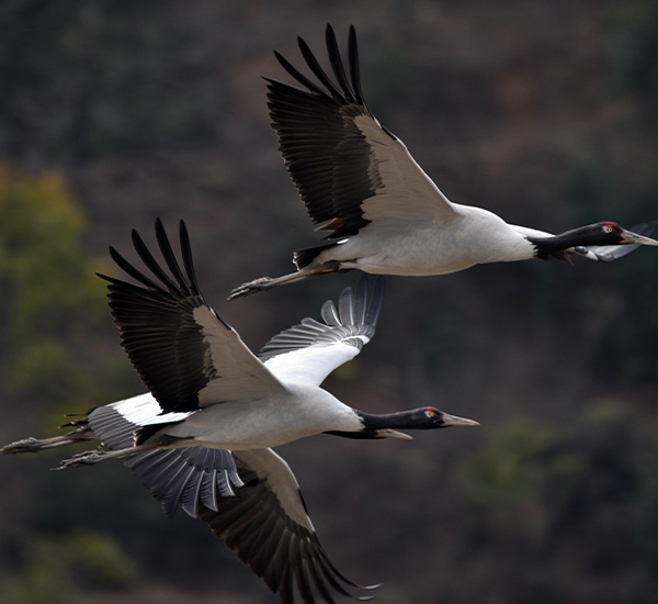 Bhutans Avian Odyssey A Professional Birdwatching Expedition