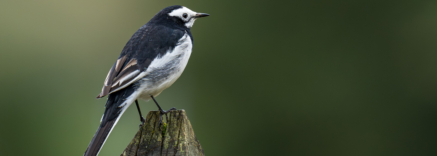 Bhutans Birding Bonanza: Wings Over the Himalayas