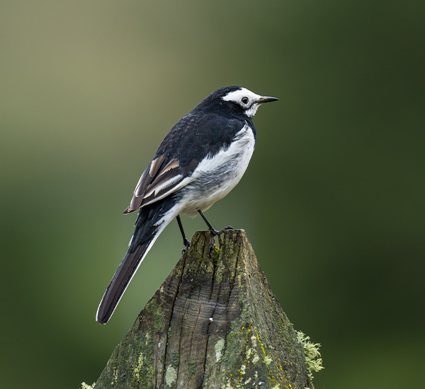 Bhutans Birding Bonanza: Wings Over the Himalayas