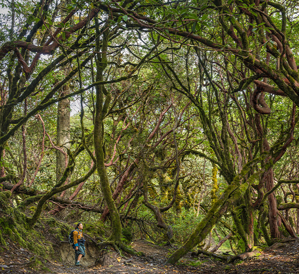 The Dragon Trail: A Journey Through Bhutan Sacred Landscapes