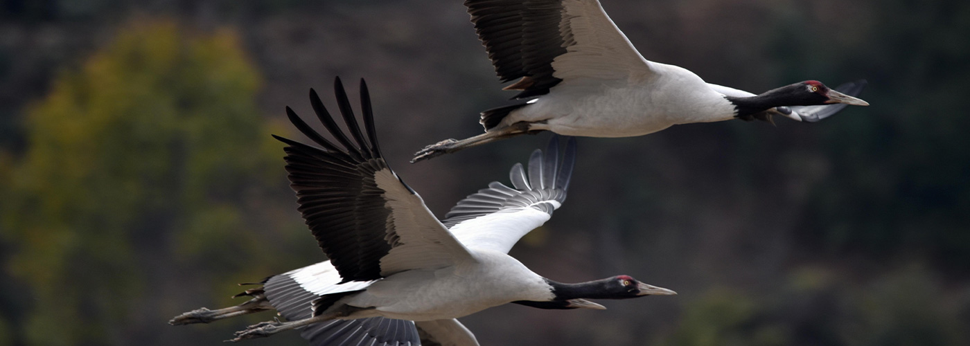 Bhutans Avian Odyssey A Professional Birdwatching Expedition