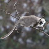 Bhutan Wildlife