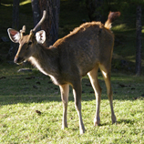 Bhutan Wildlife
