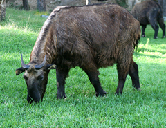 National Animal